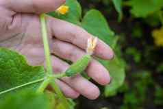 黄瓜植物花特写镜头宏年轻的黄瓜日益增长的开花黄瓜