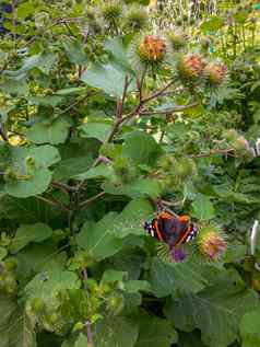 色彩斑斓的蝴蝶坐着绿色植物花园
