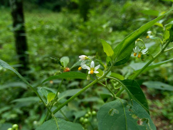 茄属植物nigrum黑色的晚上阴影染色伦卡黑莓茄属植物欧洲黑色的晚上阴影自然背景