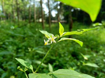 茄属<strong>植物</strong>nigrum黑色的晚上阴影<strong>染</strong>色伦卡黑莓茄属<strong>植物</strong>欧洲黑色的晚上阴影自然背景