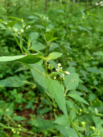 茄属植物nigrum黑色的晚上阴影染色伦卡黑莓茄属植物欧洲黑色的晚上阴影自然背景