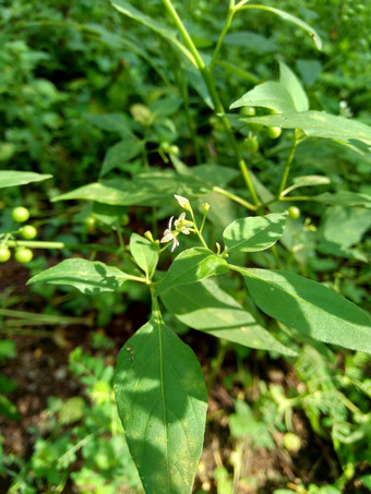 茄属植物nigrum黑色的晚上阴影染色伦卡黑莓茄属植物欧洲黑色的晚上阴影自然背景