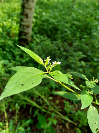 茄属<strong>植物</strong>nigrum黑色的晚上阴影<strong>染</strong>色伦卡黑莓茄属<strong>植物</strong>欧洲黑色的晚上阴影自然背景