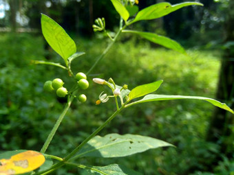 茄属<strong>植物</strong>nigrum黑色的晚上阴影<strong>染</strong>色伦卡黑莓茄属<strong>植物</strong>欧洲黑色的晚上阴影自然背景