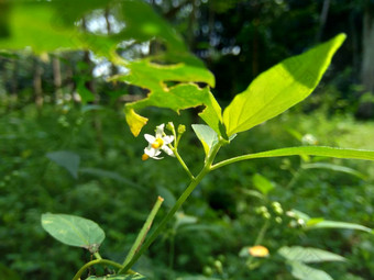 茄属植物nigrum黑色的晚上阴影染色伦卡黑莓茄属植物欧洲黑色的晚上阴影自然背景