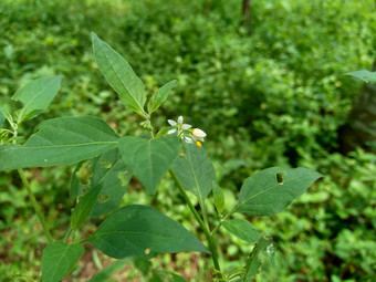 茄属<strong>植物</strong>nigrum黑色的晚上阴影<strong>染</strong>色伦卡黑莓茄属<strong>植物</strong>欧洲黑色的晚上阴影自然背景