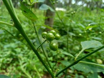 茄属植物nigrum黑色的晚上阴影染色伦卡黑莓茄属植物欧洲黑色的晚上阴影自然背景