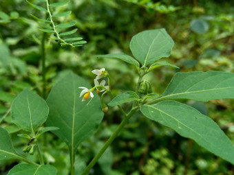 茄属植物nigrum黑色的晚上阴影染色伦卡黑莓茄属植物欧洲黑色的晚上阴影自然背景