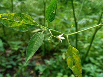 茄属<strong>植物</strong>nigrum黑色的晚上阴影<strong>染</strong>色伦卡黑莓茄属<strong>植物</strong>欧洲黑色的晚上阴影自然背景