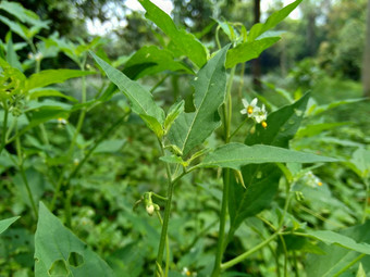 茄属植物nigrum黑色的晚上阴影染色伦卡黑莓茄属植物欧洲黑色的晚上阴影自然背景