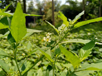 茄属植物nigrum黑色的晚上阴影染色伦卡黑莓茄属植物欧洲黑色的晚上阴影自然背景