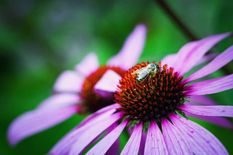 湿蜜蜂紫锥菊