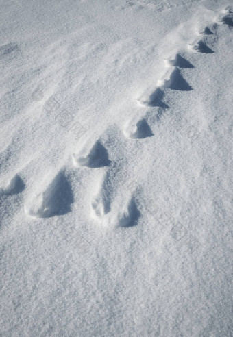 阴影动物跟踪雪