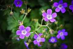 集团紫色的小花