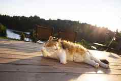 日光浴猫