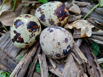 鹌鹑鸡蛋自然自然背景自然鹌鹑最大鸡蛋