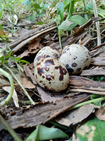 鹌鹑鸡蛋自然自然背景自然鹌鹑最大鸡蛋