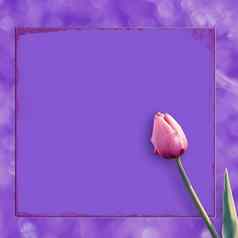 美丽的粉红色的郁金香淡紫色背景明信片