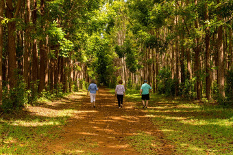 徒步旅行者走桃花心木种植园瓦伊koa循环小道考艾岛夏威夷