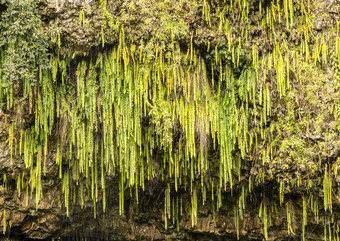 滴蕨类植物挂蕨类植物石窟wailua河考艾岛