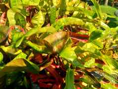 科迪亚姆杂色巴豆组合成的月桂树花园巴豆橙色茉莉香水自然背景
