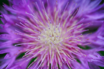紫罗兰色的花瓣花摘要图片