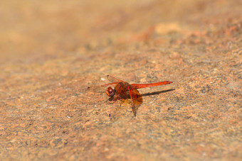 红色的黄褐色dropwing蜻蜓石头Trithemispluvialis