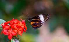 美丽的宏特写镜头老虎Longwing蝴蝶花色彩斑斓的热带昆虫specie墨西哥秘鲁