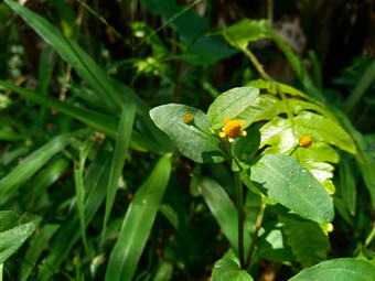 阿克梅拉oleracea牙痛植物寄生虫四川按钮嗡嗡声按钮停花电黛西自然背景开花花束黄色的集群椭圆形指出头