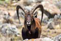 罕见的生活的羱羊西米恩山埃塞俄比亚