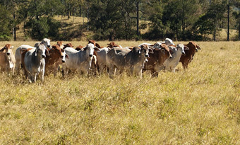 澳大利亚<strong>主</strong>行业农业牛肉牛