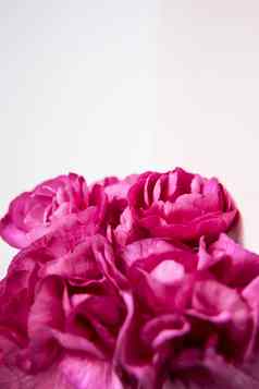 粉红色的紫色的康乃馨白色淡紫色背景粉红色的花的地方文本母亲一天问候卡婚礼一天情人节一天
