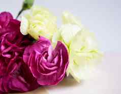 粉红色的紫色的康乃馨白色淡紫色背景粉红色的花的地方文本母亲一天问候卡婚礼一天情人节一天