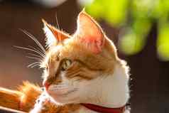 可爱的white-red猫红色的领放松花园关闭
