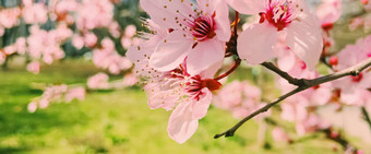 苹果树花布鲁姆花开花春天