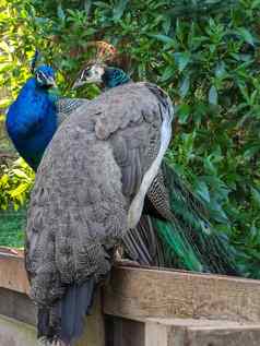 蓝色的孔雀美丽的鸟背景