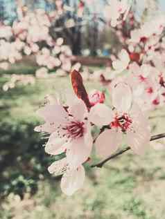 古董背景苹果树花布鲁姆花开花春天