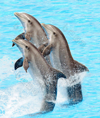 集团宽吻海豚海豚图里索普斯Truncatus