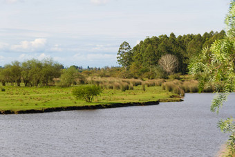 场景观流桉树植树造林联邦之间河流阿根廷