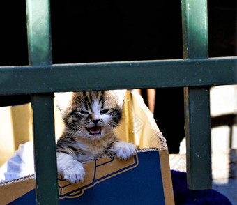 最可爱的小猫喵喵纸板盒子