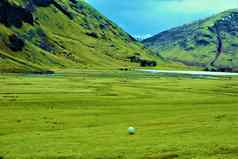 美丽的视图绿色草洞阿赫曲奇坦羊