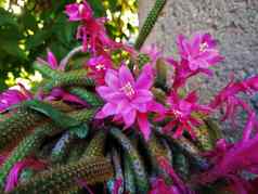 卡托迪亚植物大粉红色的花朵毛霉科部落