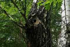 啄木鸟洞树干桦木树