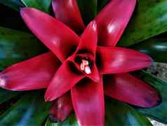 红色的心凤梨科植物植物小花朵
