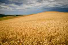 成熟的小麦场风暴云惠特曼县华盛顿美国