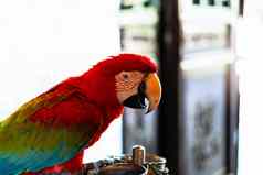 色彩斑斓的鹦鹉红色的朱红色金刚鹦鹉色彩斑斓的鸟验布好