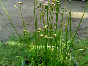 葱属植物tuberosum大蒜细<strong>香葱</strong>东方大蒜亚洲细<strong>香葱</strong>中国人细<strong>香葱</strong>中国人似乎kecaikucai自然背景葱属植物tuberosum地下茎的clump-forming常年植物