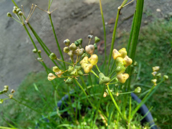 葱属植物tuberosum大蒜细<strong>香葱</strong>东方大蒜亚洲细<strong>香葱</strong>中国人细<strong>香葱</strong>中国人似乎kecaikucai自然背景葱属植物tuberosum地下茎的clump-forming常年植物