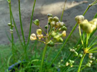 葱属植物tuberosum大蒜细<strong>香葱</strong>东方大蒜亚洲细<strong>香葱</strong>中国人细<strong>香葱</strong>中国人似乎kecaikucai自然背景葱属植物tuberosum地下茎的clump-forming常年植物