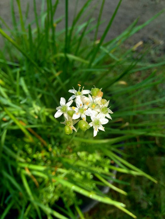 葱属植物tuberosum大蒜细<strong>香葱</strong>东方大蒜亚洲细<strong>香葱</strong>中国人细<strong>香葱</strong>中国人似乎kecaikucai自然背景葱属植物tuberosum地下茎的clump-forming常年植物